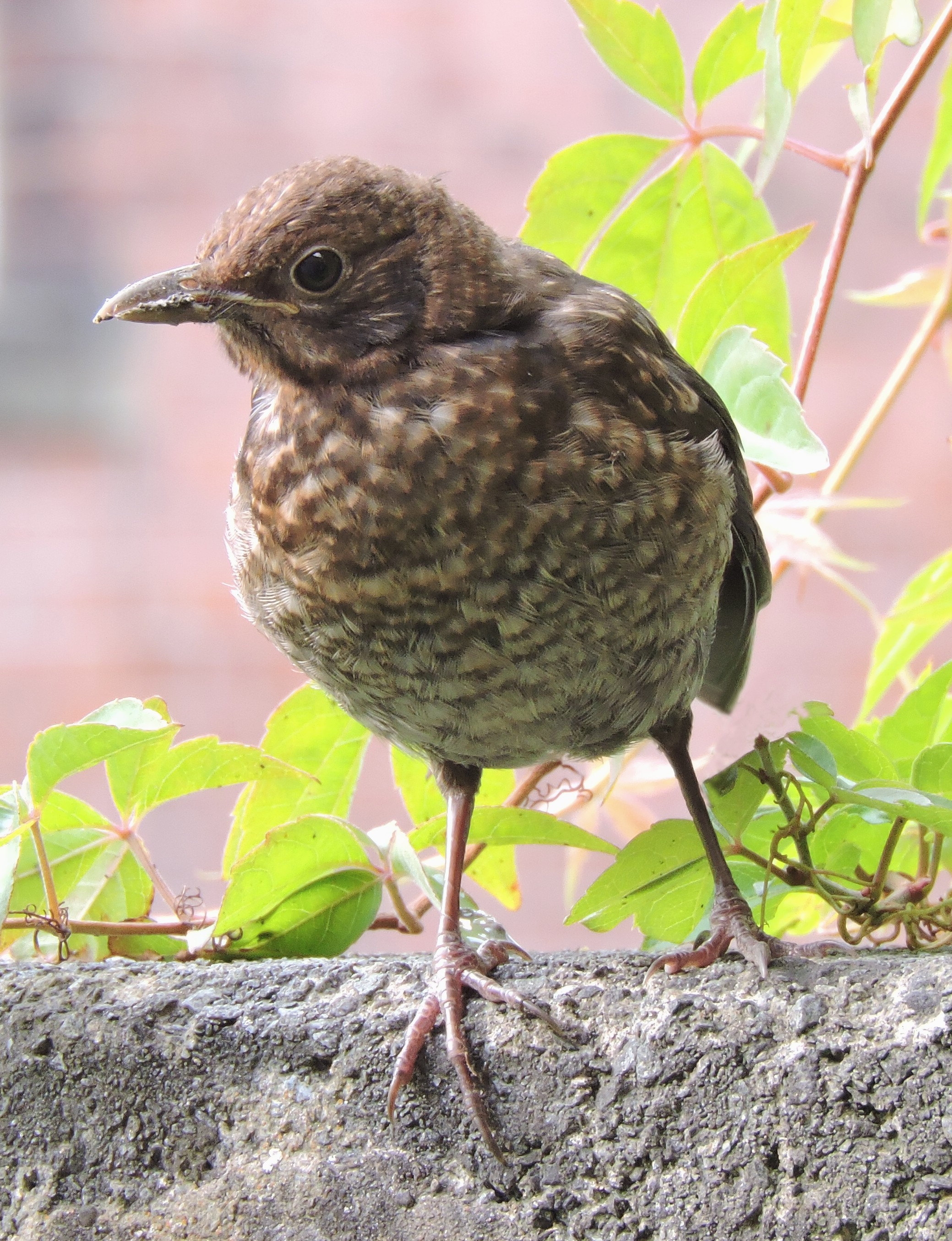 THRUSH 1 Bill Bagley Photography